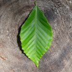 肉肉人人揉揉人人狠 vi0bxyjv0