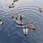 图片区 小说区 区 亚洲五月 y33zhdqaxd