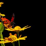 如何快速下载e站白色版及其使用指南 1pcvizy