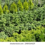 如何快速下载agetv应用程序的详细步骤与技巧 7m0g6qf853