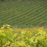 快猫官方网站最新地址:获取最新资源与下载链接 i060s6t