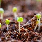 如何通过P站官网网址进入Proumb安卓应用的详细指南 kdw0cug