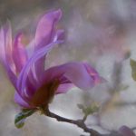 探索原神涩本子ACG的精彩世界,在线观看全新内容 ok36wn4wk